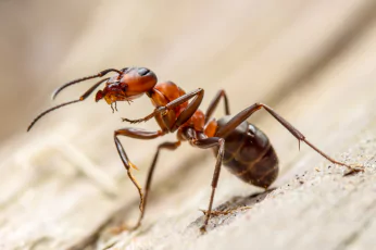 Ant Control Footscray