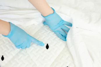 Bedbug Control Footscray