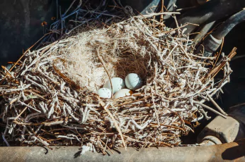 Bird Nest Removal Footscray