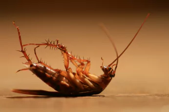 Cockroach Control Footscray