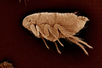 Flea Control Footscray