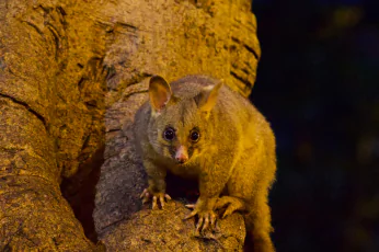 Possum Removal Footscray