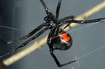 Spider Control Footscray