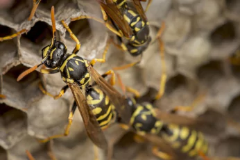 Wasp Control Footscray